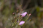 Tenlobe false foxglove